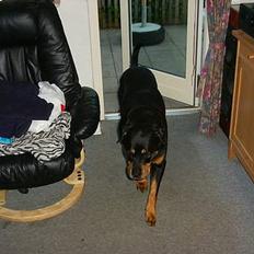 Rottweiler Chilli(er i hunderiget )