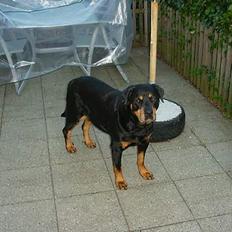 Rottweiler Chilli(er i hunderiget )