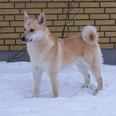 Norsk buhund Nuka