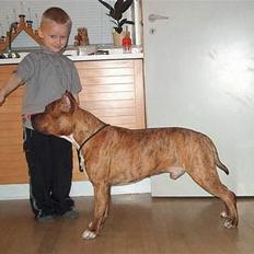 Amerikansk staffordshire terrier Z Grabskiego Full Moon