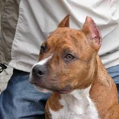 Amerikansk staffordshire terrier Z Grabskiego Full Moon