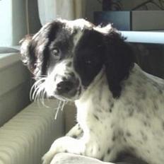 Engelsk springer spaniel Freja