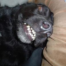 Blanding af racer Bastian (RIP d. 4/5-2010)