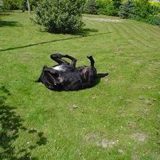 Blanding af racer Bastian (RIP d. 4/5-2010)