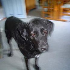 Blanding af racer Bastian (RIP d. 4/5-2010)