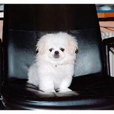 Pekingeser Thues Aicha