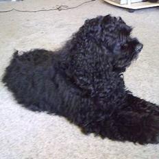 Amerikansk cocker spaniel Charlie (død)