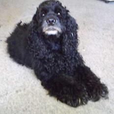 Amerikansk cocker spaniel Charlie (død)