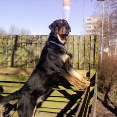 Blanding af racer Baloo