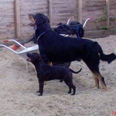 Blanding af racer Baloo