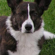 Welsh corgi cardigan Fie (aflivet dec 06)