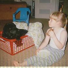 Labrador retriever Kelly