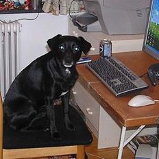 Blanding af racer Bella