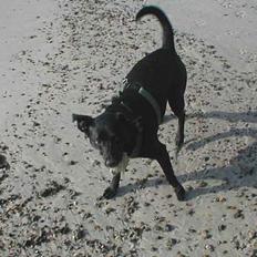 Blanding af racer Bella