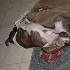 Boxer victor (viggo)