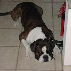 Boxer victor (viggo)