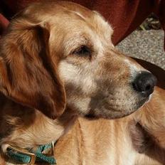 Golden retriever Sammy