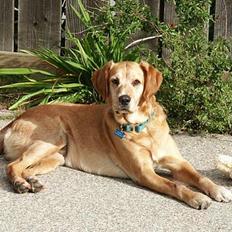 Golden retriever Sammy