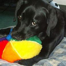 Labrador retriever Sophie