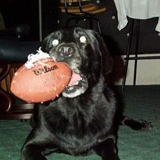 Labrador retriever Sophie