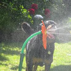 Rottweiler kingo