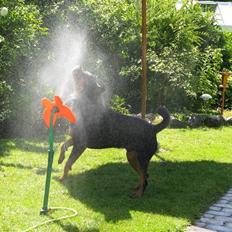 Rottweiler kingo
