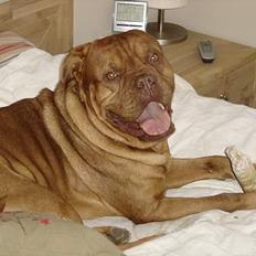 Dogue de bordeaux Basco