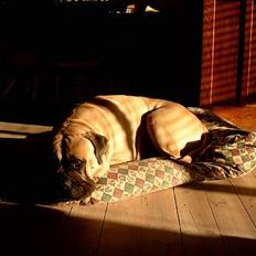 Bullmastiff Håkon, Downland`s Hot An`