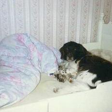 Kleiner münsterländer tinto(død)