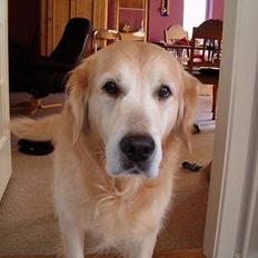 Golden retriever Joker (aflivet) :(