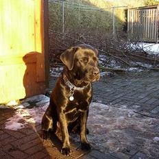 Labrador retriever Tanja