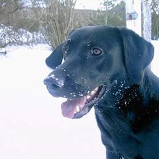 Labrador retriever Freja
