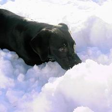 Labrador retriever Freja