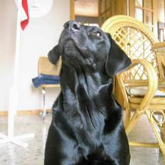 Labrador retriever Freja