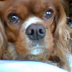 Cavalier king charles spaniel Dali (r.i.p 2008)