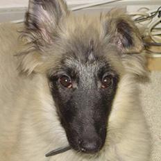 Tervueren Rita (død 2005) 