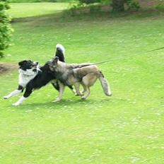 Tervueren Rita (død 2005) 