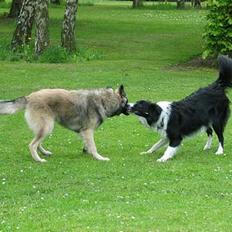 Tervueren Rita (død 2005) 