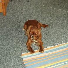 Cavalier king charles spaniel Dali (r.i.p 2008)