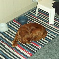 Cavalier king charles spaniel Dali (r.i.p 2008)