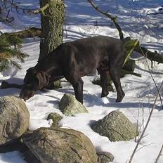 Korthåret hønsehund Fuglsig's Sako