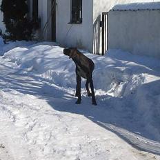 Korthåret hønsehund Fuglsig's Sako