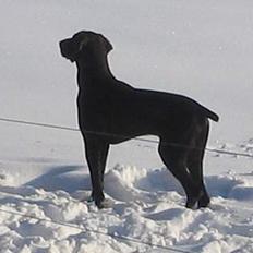 Korthåret hønsehund Fuglsig's Sako