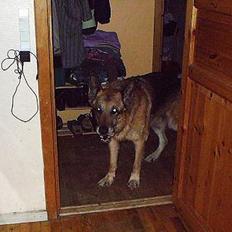 Schæferhund Zeuz   *DØD*