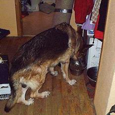 Schæferhund Zeuz   *DØD*