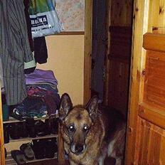 Schæferhund Zeuz   *DØD*