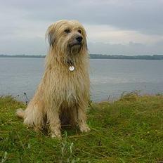 Pyrenæisk hyrdehund Diva