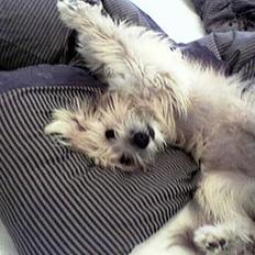 Pyrenæisk hyrdehund Diva