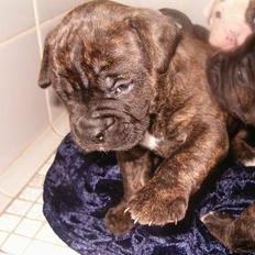 Amerikansk bulldog nipz