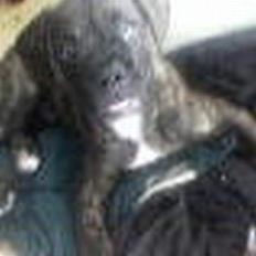 Amerikansk bulldog nipz